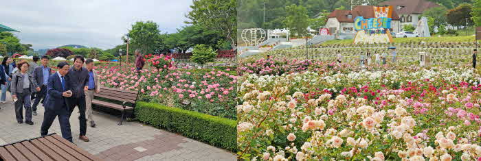 1. 임실치즈테마파크 장미원 전국 최고 수준 조성 박차1(왼쪽 삼척장미축제 현장 오른쪽은 현재 임실치즈테마파크 모습).jpg