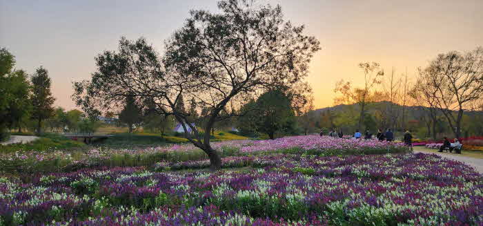 1 나눔숲에 안젤로니아 코스모스 등 식재.JPG