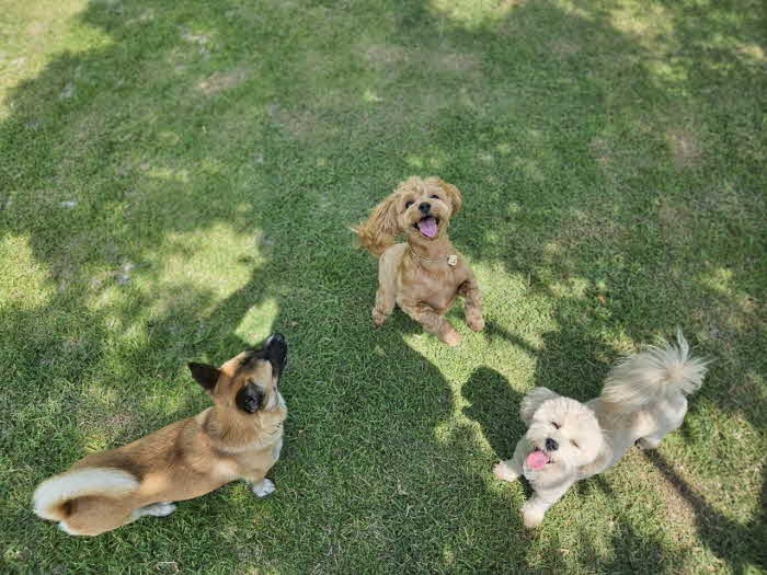2 순천만국가정원 반려견 놀이터 돌봄서비스 큰 인기 (2).jpg