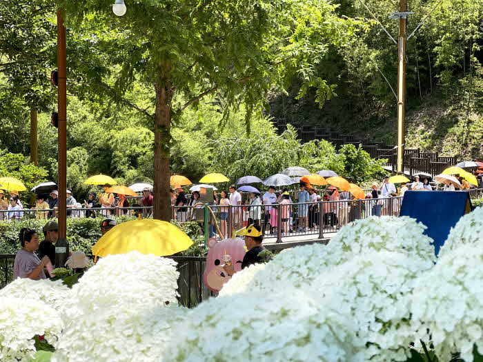 제3회 월아산 숲속의 진주 수국축제 성료.jpg