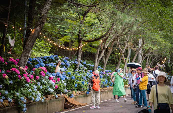 3.강진 수국길축제.jpg