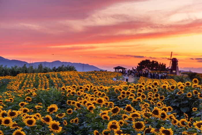 축제장 풍경_0627 함안군 제12회 강주해바라기 축제 개막식 열어 (1).jpg