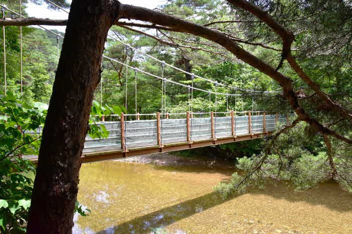 2. 소나무와 출렁다리.JPG