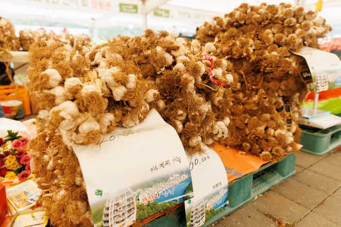 보도 2) 단양마늘축제 (1).jpg