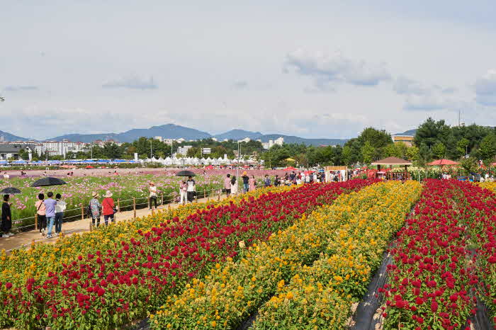 8.1. - 양주시, ‘2024년 제6회 양주 천만송이 천일홍 축제’ 체험 부스 운영자 모집.jpg