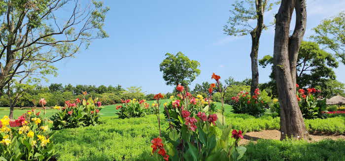 5 노을정원 입구 칸나.jpg