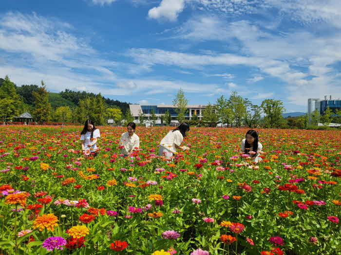 ‘진주시 두메실농업테마파크’형형색색 백일홍 꽃 만개 장관 연출.jpg