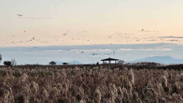 2 가창오리떼가 군무를 이루고 있다.jpg