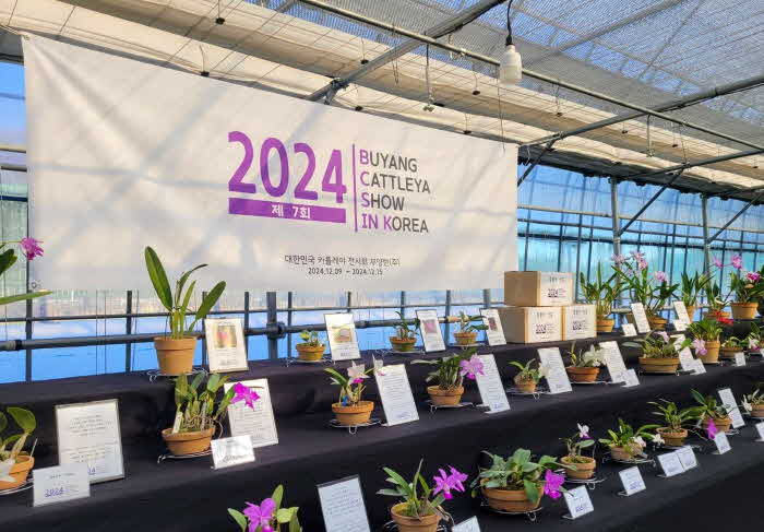 진주시에서 감미로운 카틀레야 향기를 느껴 보세요~ (1).jpg