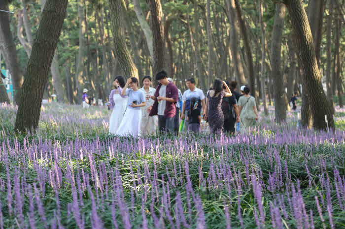 서천군 장항 맥문동 꽃 축제 충남도‘명품’축제 선정 (1).jpg