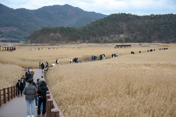 1 순천만습지 갈대밭을 거닐고 있는 관람객들.jpg