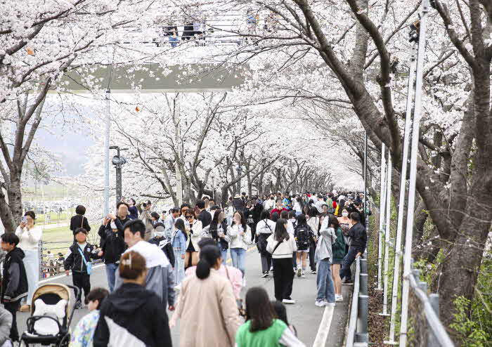 2024 물금벚꽃축제1.jpg