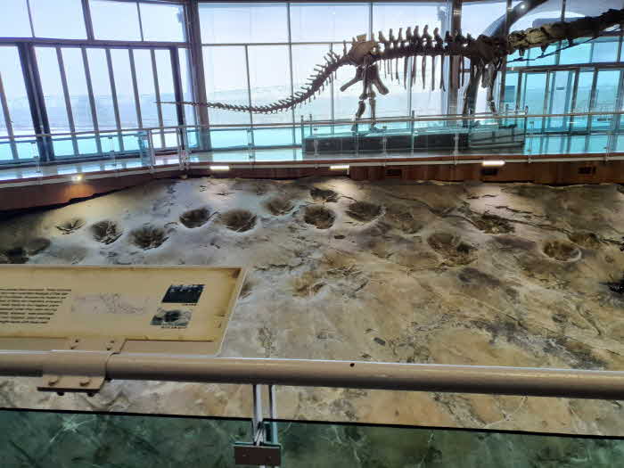 13- 대형초식공룡발자국 화석 (3).jpg