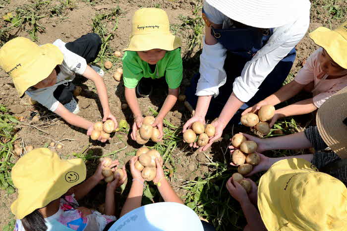 2024년 감물감자축제에서 감자캐기 체험을 하는 아이들.jpg