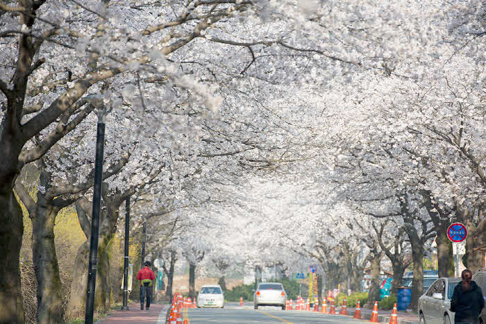 계룡산 동학사 벚꽃 자료사진 (2).jpg