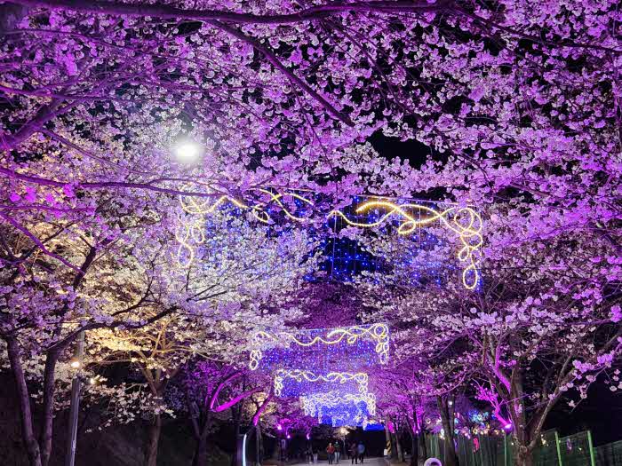 고창벚꽃축제(야간경관).jpg