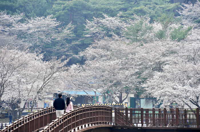 (4.2)담양군‘제10회용면추월산벚꽃축제’,4월5~6일화려한개막(지난축제사진)(1).jpg
