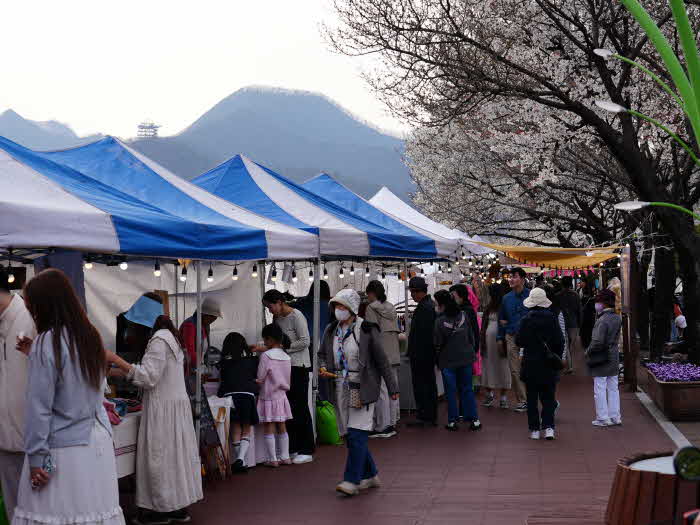 보도 1) 지난 벚꽃야경투어(1).JPG