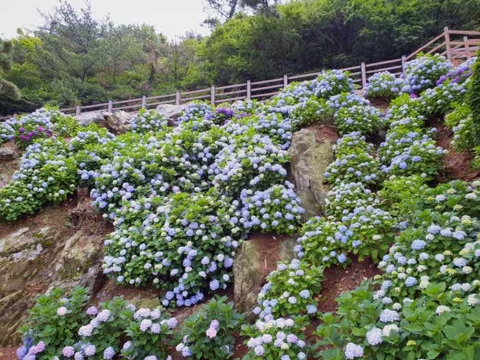 04_거제남부면수국길.jpg