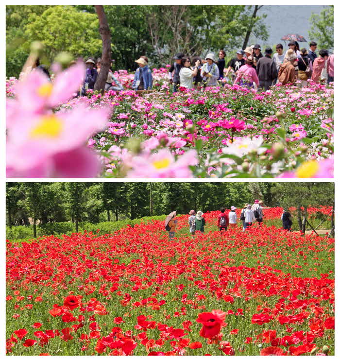 1. 옥정호 붕어섬 생태공원 작약 꽃양귀비 만개에 관광객 북적.jpg