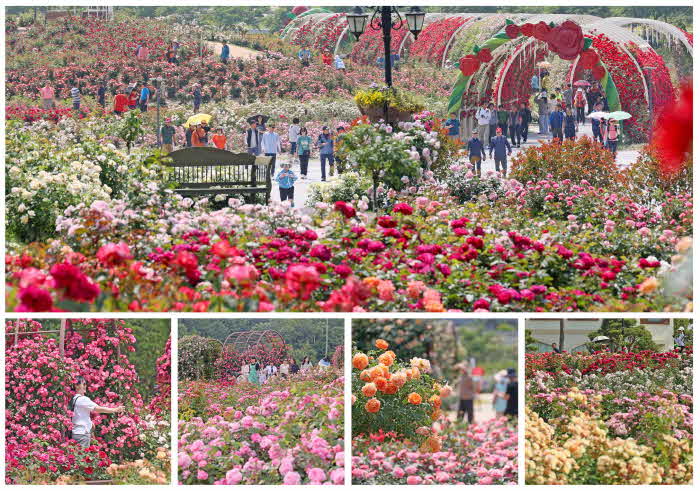 1. 임실치즈테마파크 장미꽃 만개 절정 관광객 북적.jpg