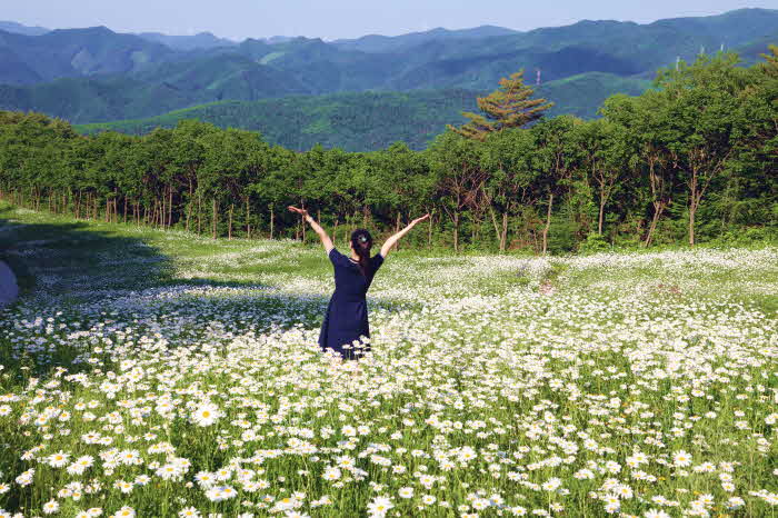 하이원리조트, 야생화 군락지 풍경003.jpg