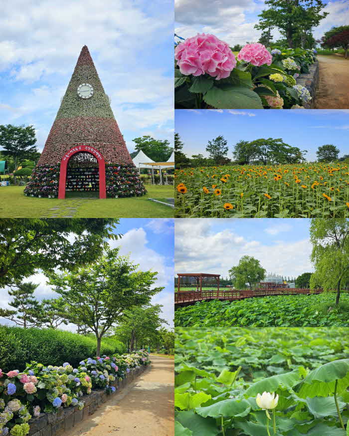무안연꽃축제가 열리는 회산백련지 전경.jpg