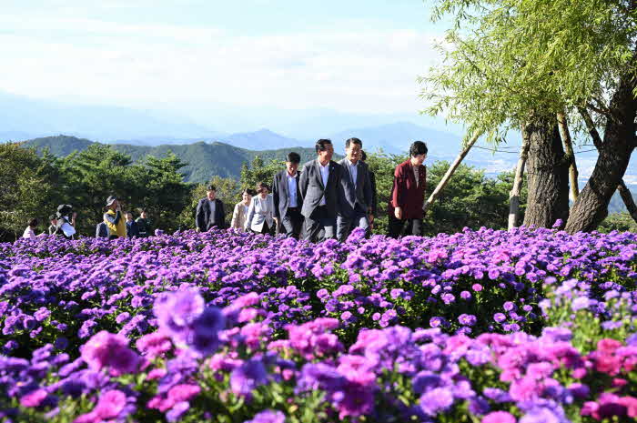 [[거창군]25.9.24.보도자료 사진(보랏빛 노을에 물든 감악산 꽃별여행 거창관광 르네상스의 서막) (1).jpg