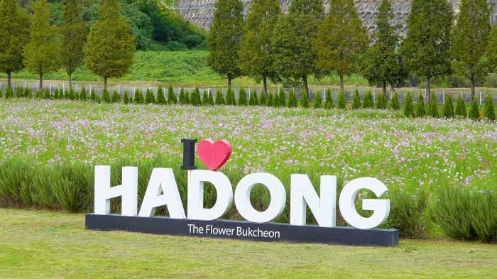 1.하동 코스모스메밀꽃 사진-1.jpg