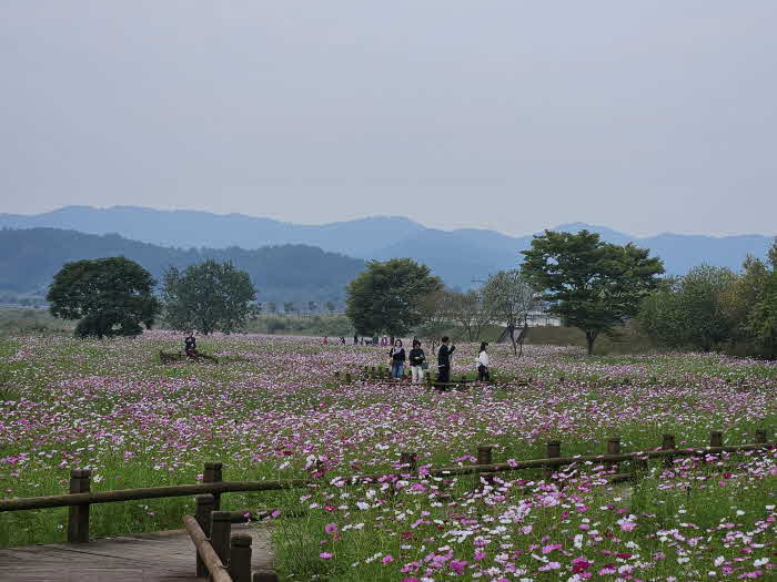2번 붙임 지난해 열린 몽탄 코스모스 축제 중 만발한 꽃밭 (1).jpg