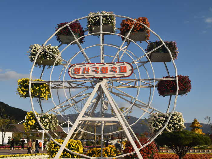 2025 양산 국화축제1.jpg