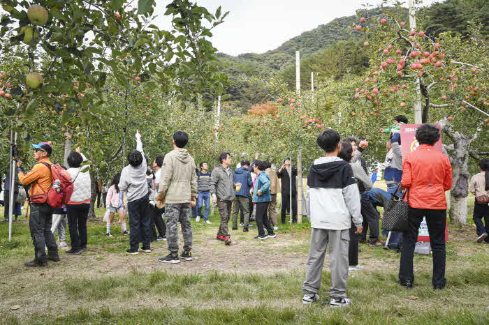 사과축제11.jpg