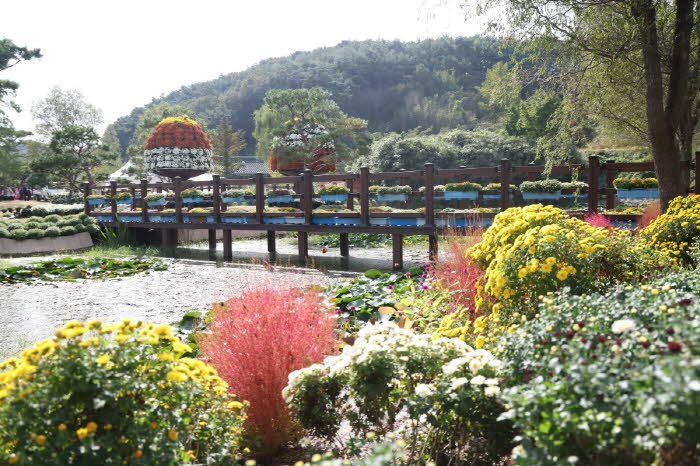 태안국화축제 개최 1.JPG