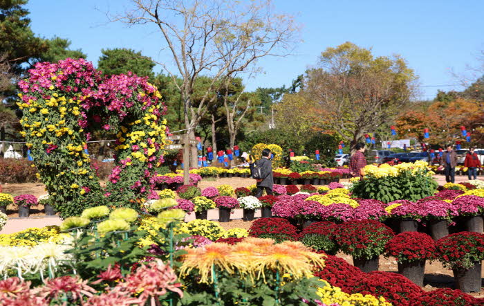 태안 국화축제 연장 1.JPG