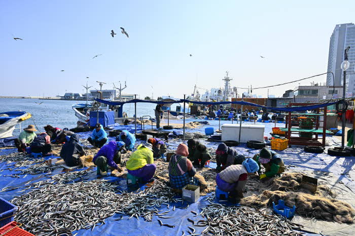 20251105오징어난전 부근 양미리 조업 (3).jpg