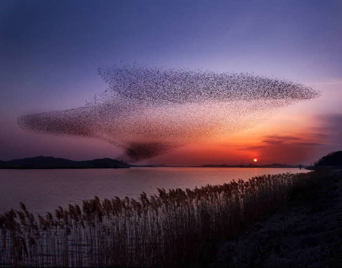 2. 서천군 ‘2025 서천철새여행’ 29~30일 개최.jpg