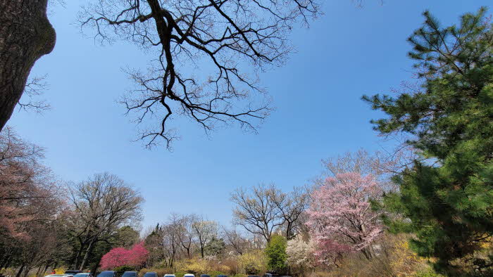 1. 올벚나무(홍릉수목원 4수목원)20220404_131318.jpg