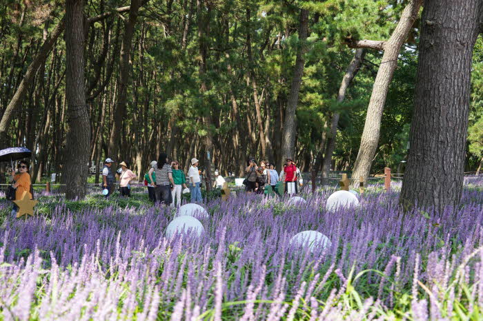 2. 서천군 ‘장항 맥문동 꽃 축제’ 2년 연속 충남도 ‘명품 축제’ 선정 (1).jpg