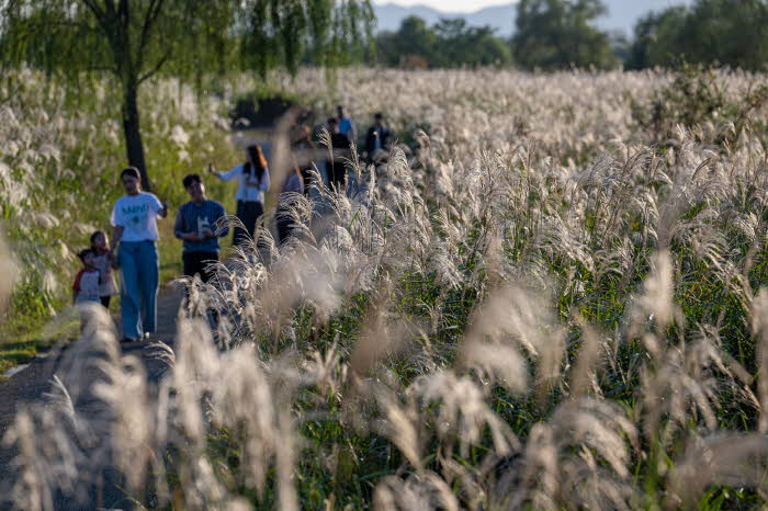서창억새축제, 대한민국축제콘텐츠 4년 연속 대상 (사진).jpg