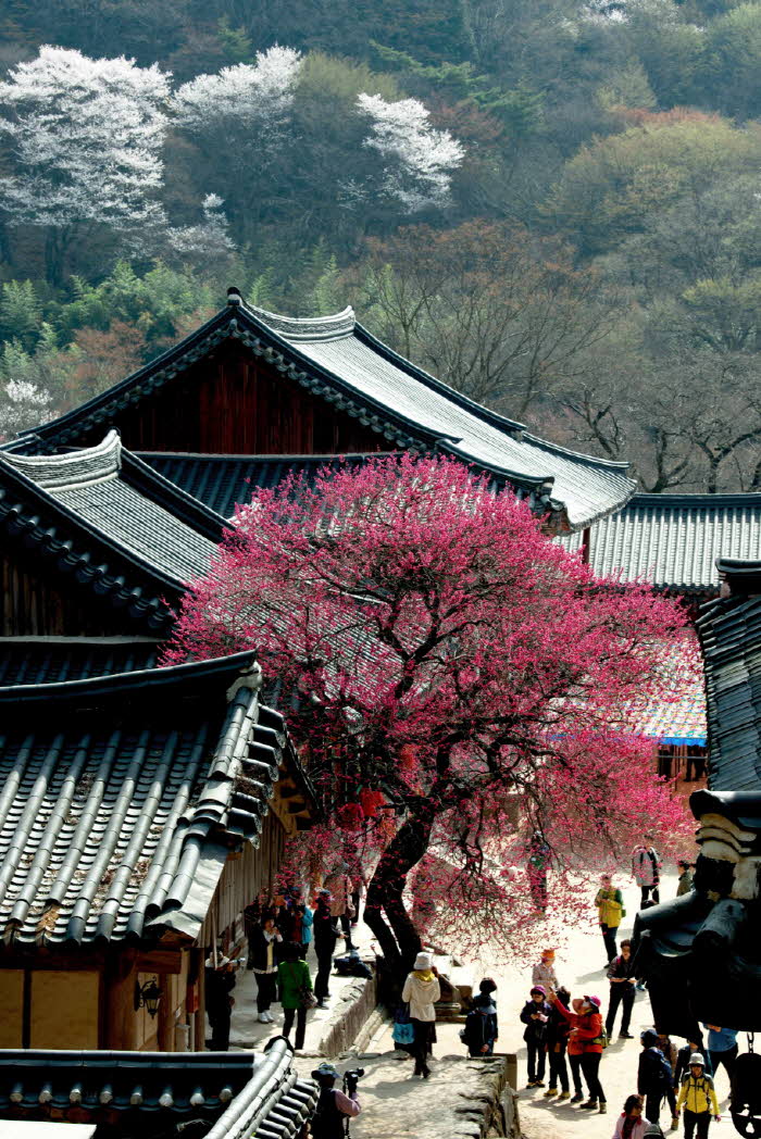 전남관광사진대전 수상작- 매혹의 홍매(구례 화엄사).jpg