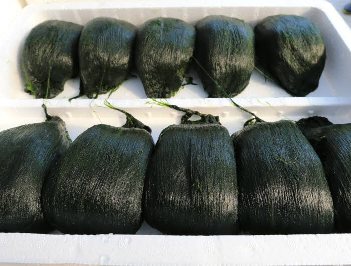 완도 겨울 별미(매생이).JPG