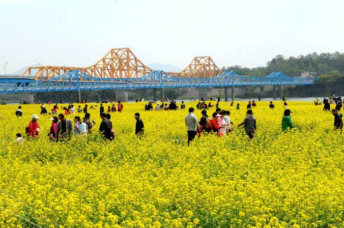 0_창녕군+단체관광객+유치+보상금+지원(낙동강유채축제).jpg.middle.jpg