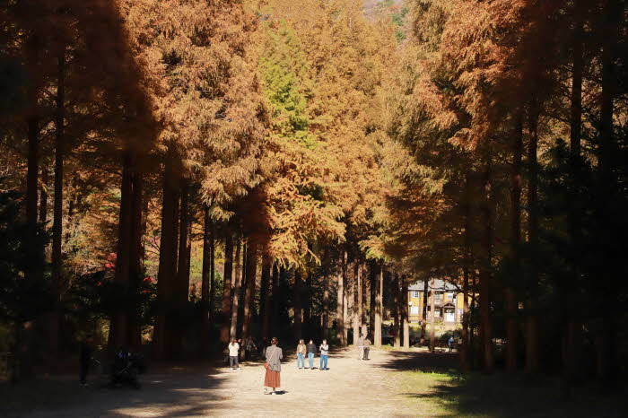 nonsan_onbit_arboretum_metasequoia_forest.JPG