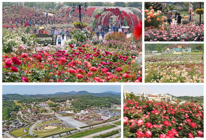 1. 치즈와 함께하는 ù 번째 임실N장미축제 5월 개최1.jpg