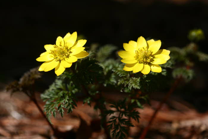 260224_광릉숲에 찾아온 봄 소식_개복수초 개화.JPG