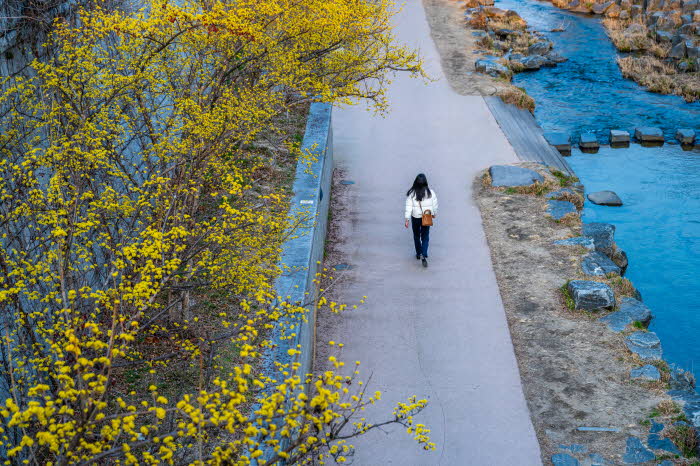 (대표 사진)산수유 핀 청계천 따라 걷는 길.jpg