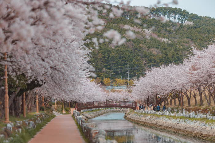 (부산관광공사)+3월30일자+보도자료+사진_국립해양박물관+인근+동삼해수천+벚꽃길.jpg