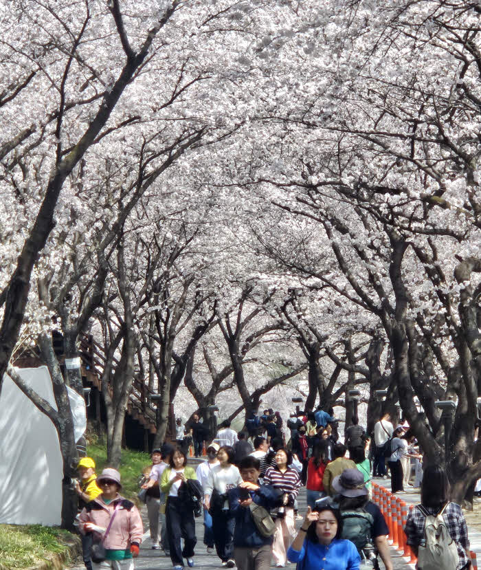 1.벚꽃축제-1.jpg