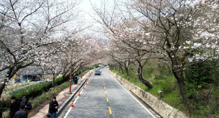 1.+나주시가+오는+4일+한수제+일원에서+‘2026년+제12회+한수제+벚꽃축제’를+개최한다.jpg