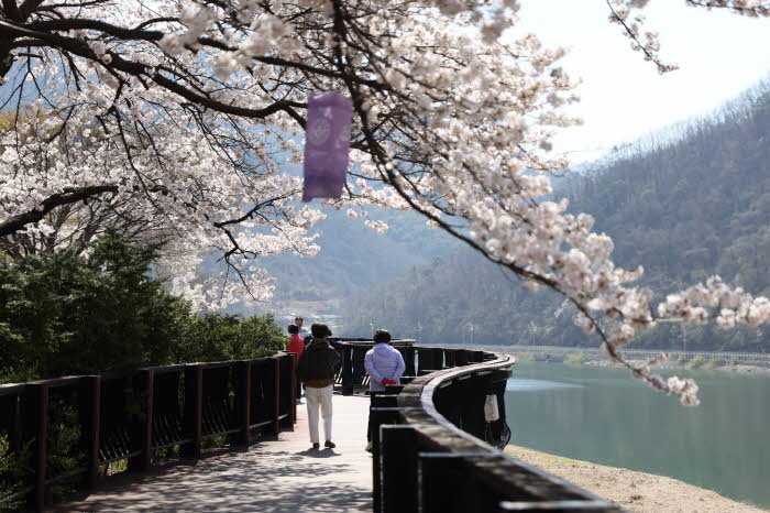 보도 1) 단양강변 벚꽃 실황_4.8.(3).jpg